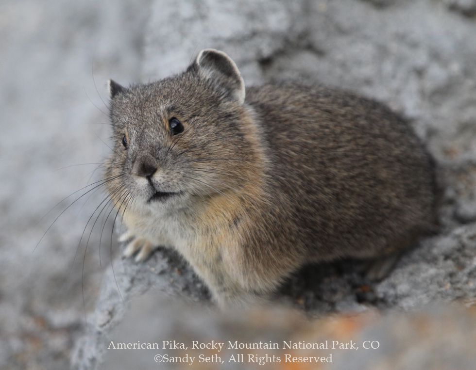 American Pika copyright Sandy Seth, All Rights Reserved Birdsonggallery.com